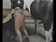 Horse anal sex with gay beastiality lover