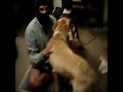 Gay beastiality sex with a big dog dick