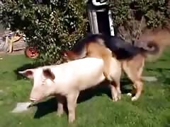 Dog xxx fucking a pig from behind