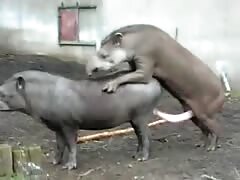 Animals having sex in the farm xxx got filmed