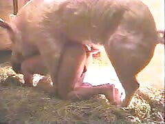 Pig porn with a sexy slut in the farm