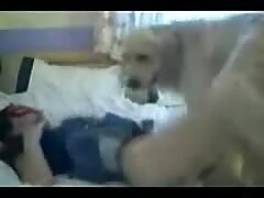 Brown dog banging a young chick on the bed