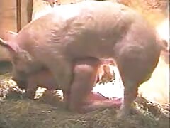 Pig fucking a beautiful babe in the farm