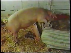 Slut got her pussy pleasured in pig porn