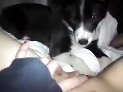 Dog eating the pussy of kinky teen