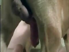 Dog hard fucking a gay in animal anal sex video