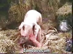 Animal porno of pig and lady having sex