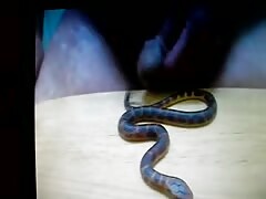Bestiality man release a snake porn from his small dick